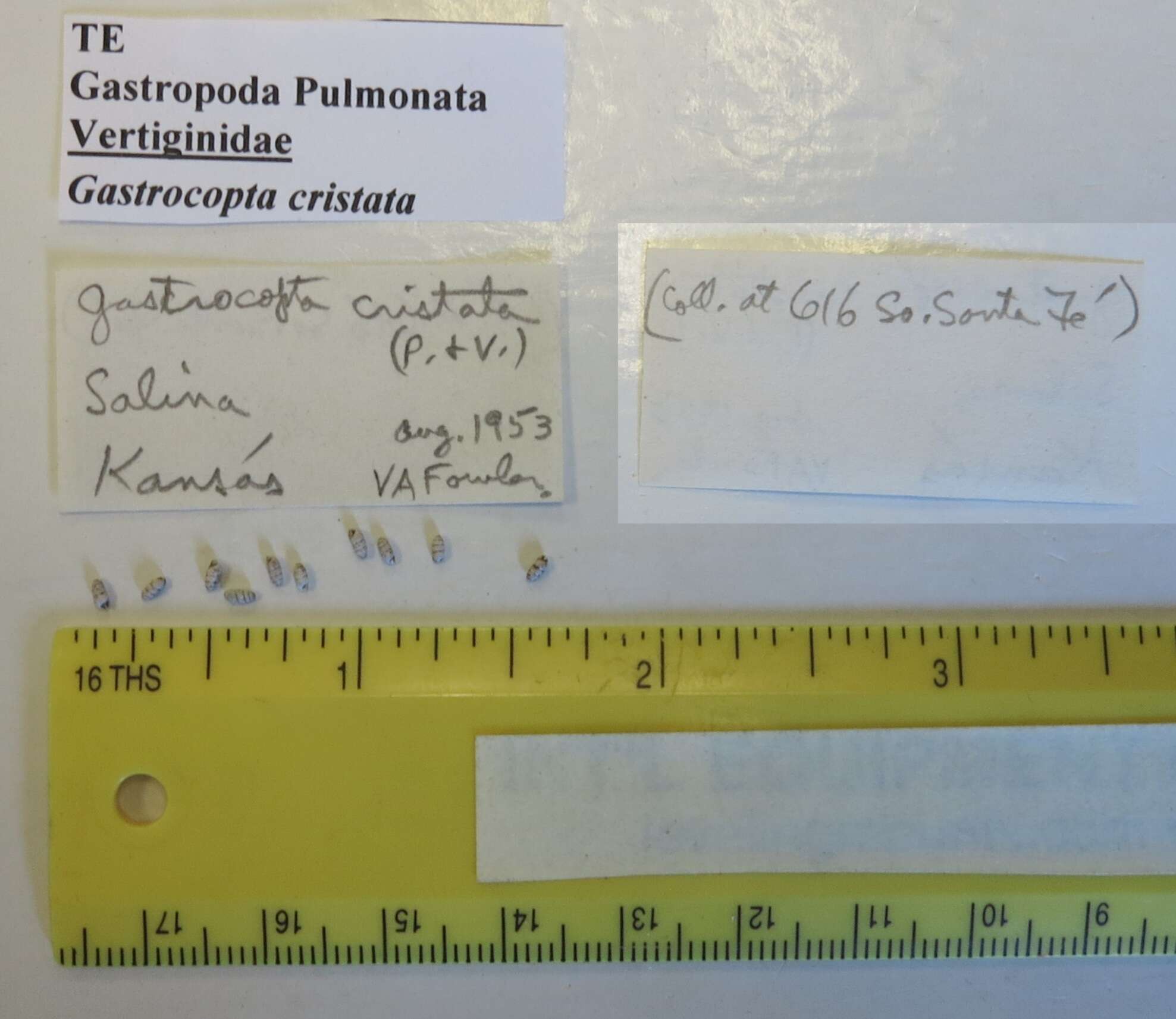 Image of Gastrocopta cristata (Pilsbry & Vanatta 1900)