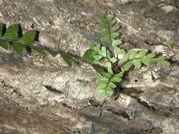 Image of Rain-Forest Spleenwort