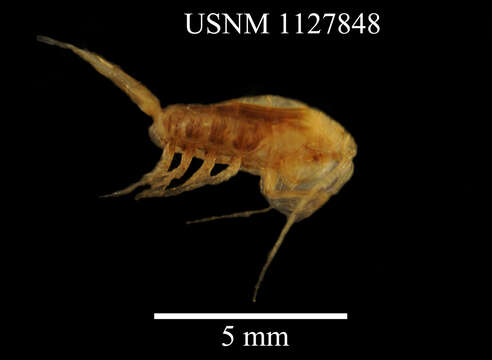 Paraeuchaeta dactylifera (Park 1978)的圖片