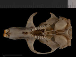 Image of Thomomys bottae analogus Goldman 1938