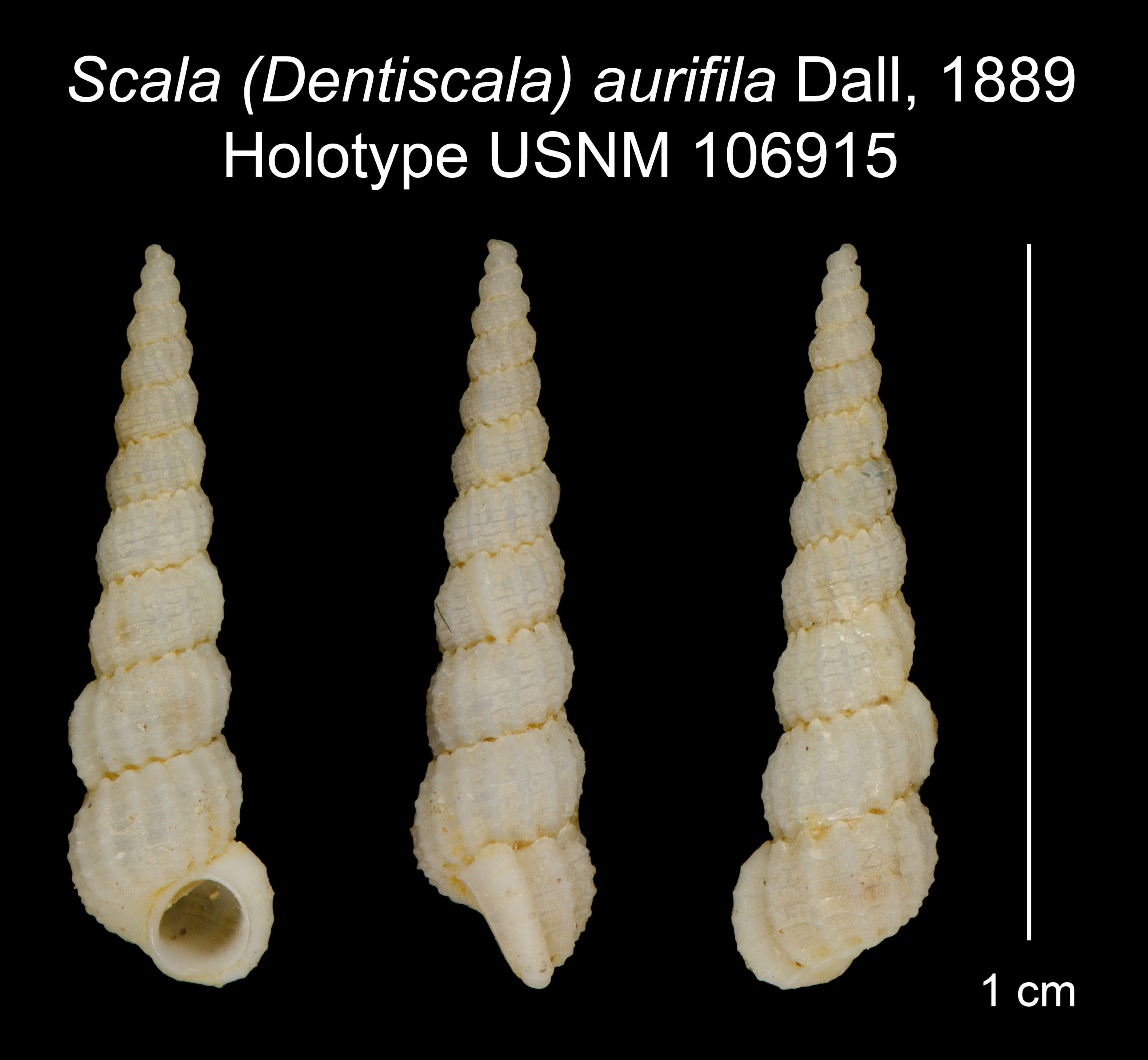 Imagem de Scala (Dentiscala) aurifila Dall