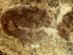 Image of Haploporoidea
