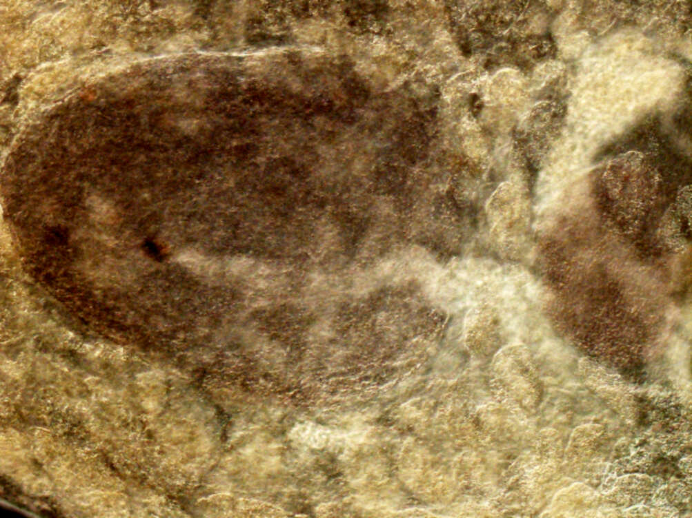 Image of Hapladena ovalis (Linton 1910)