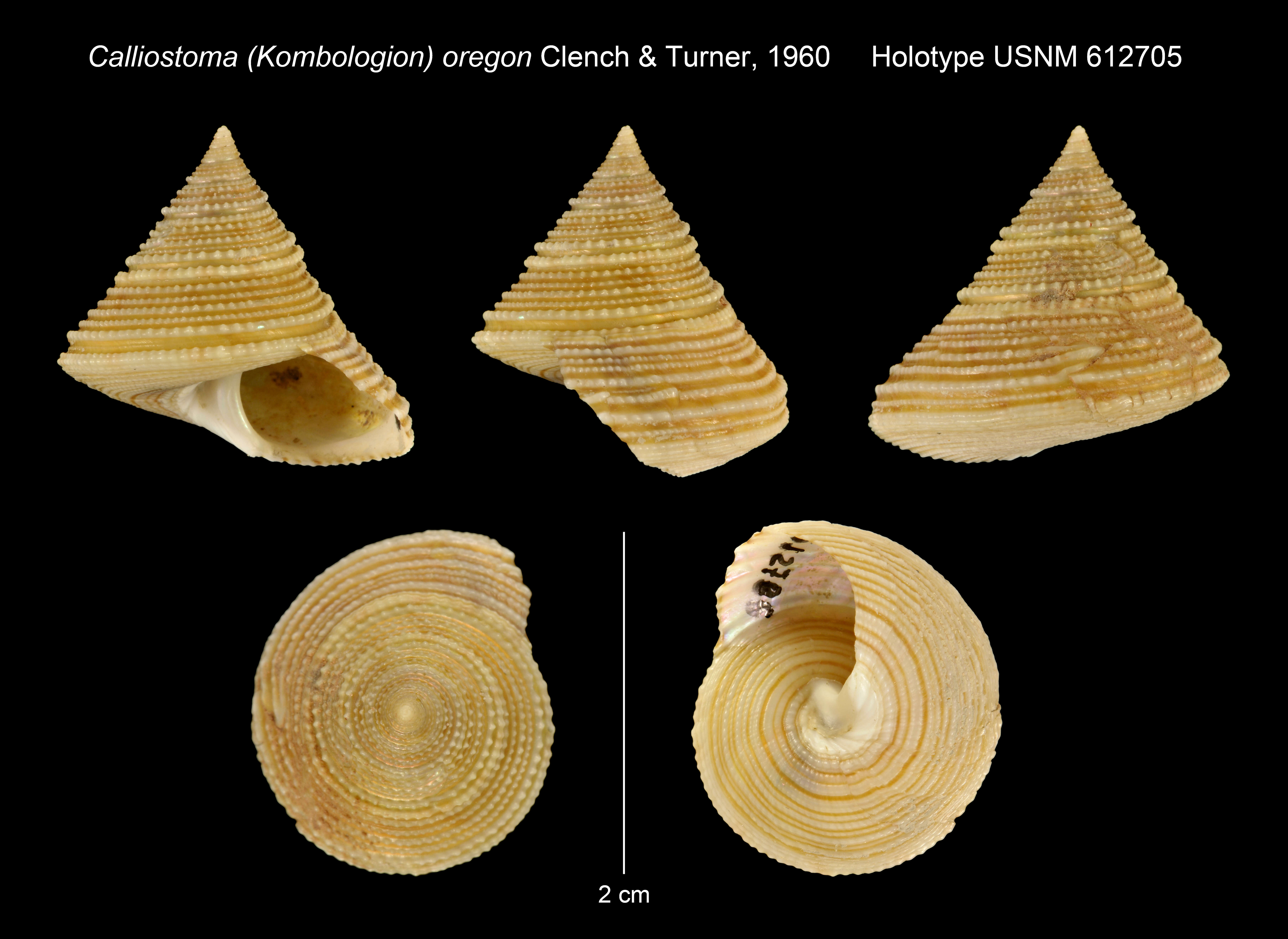 Image of Calliostoma oregon Clench & R. D. Turner 1960