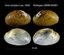 Image of Unio simplex I. Lea 1845