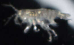 Image of Microprotopus raneyi Wigley 1966