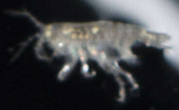 Image of Microprotopus raneyi Wigley 1966