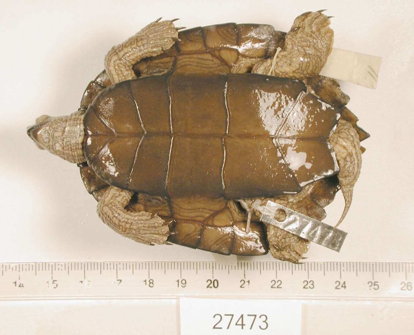 Image of Texas Map Turtle