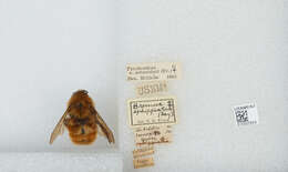 Bombus ephippiatus Say 1837 resmi