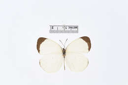 صورة Eurema albula (Cramer (1775))