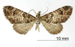 Image of Eupithecia contexta Schaus 1913