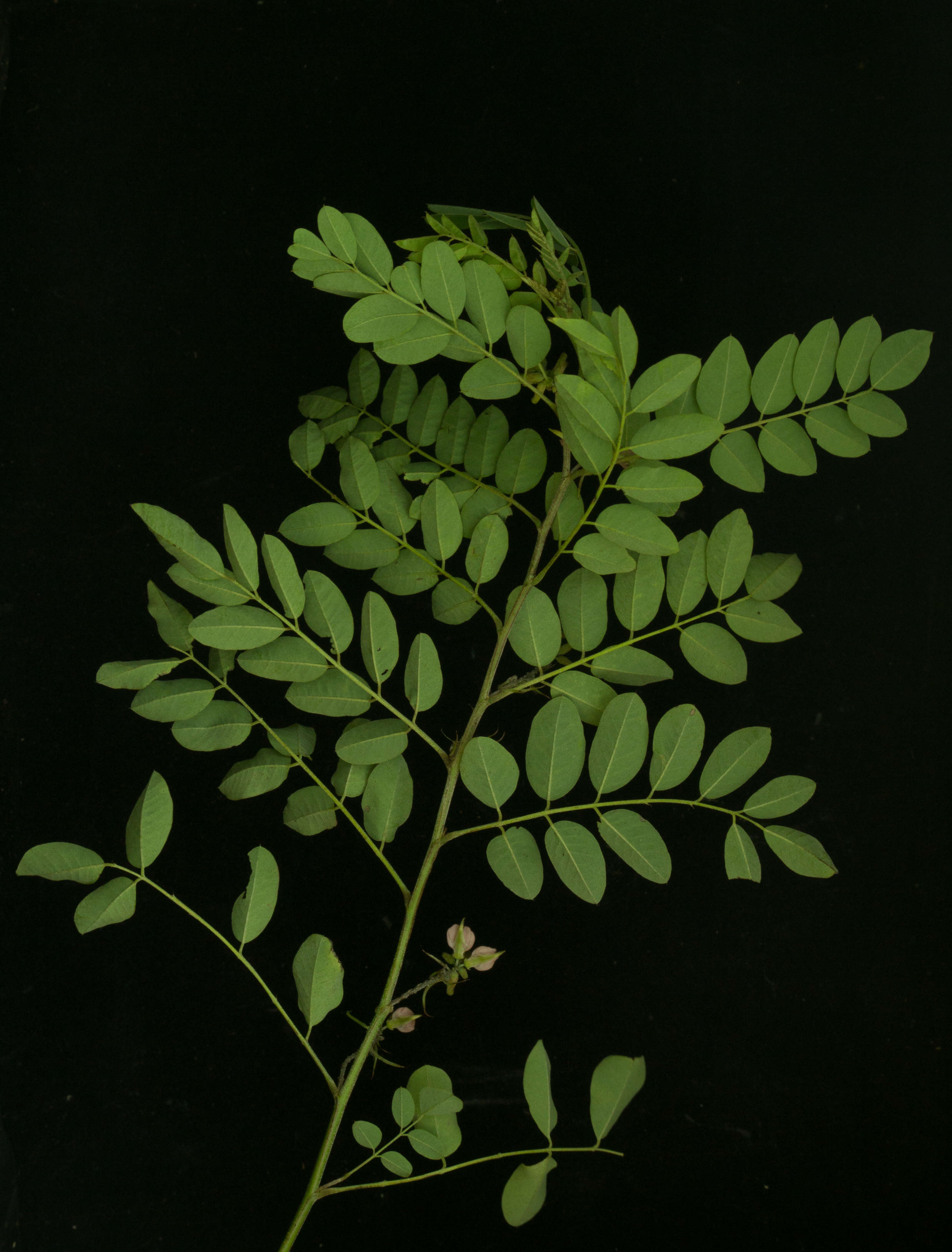 Indigofera lancifolia Rydb.的圖片