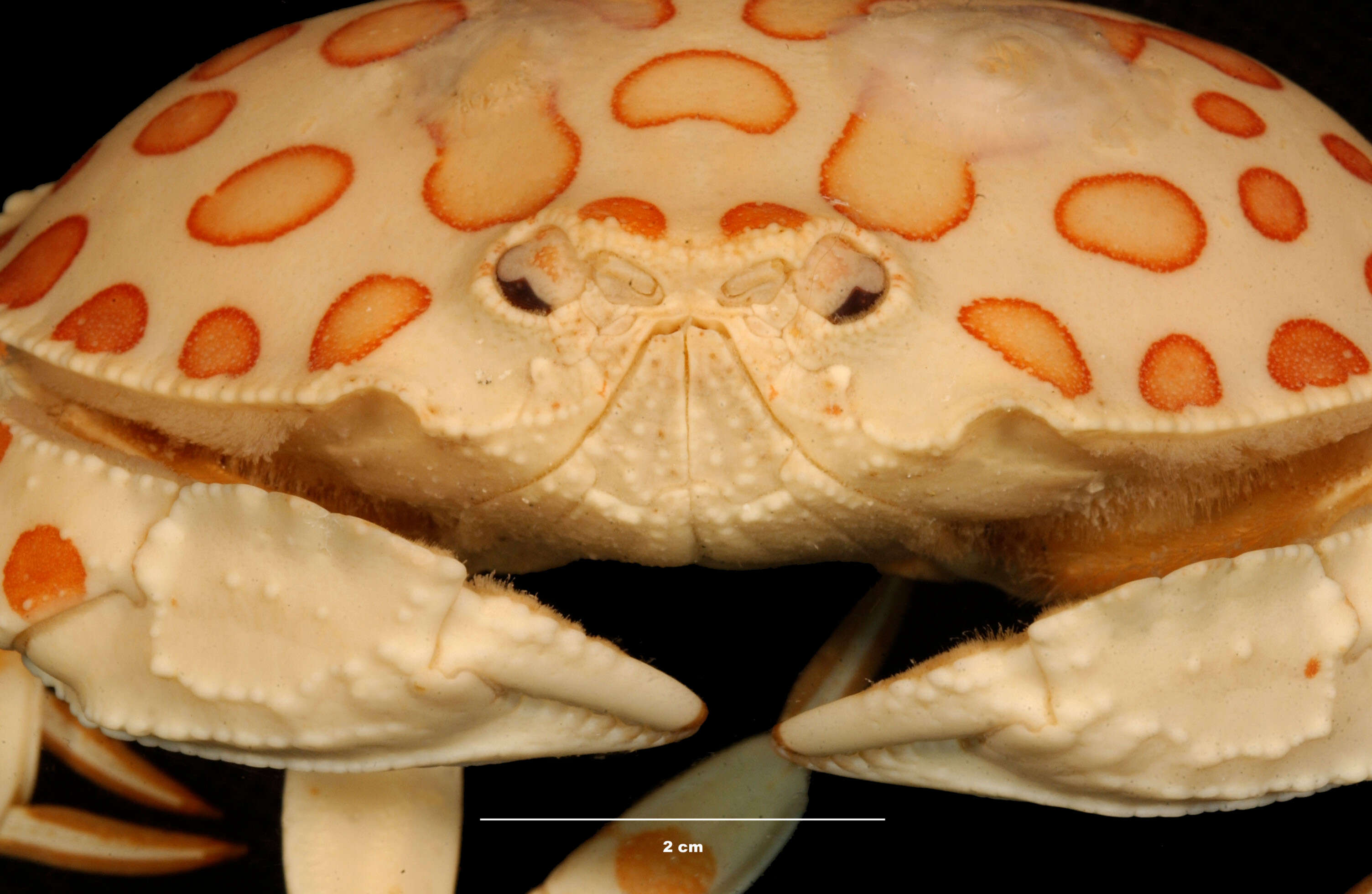 Image of Calico Crab