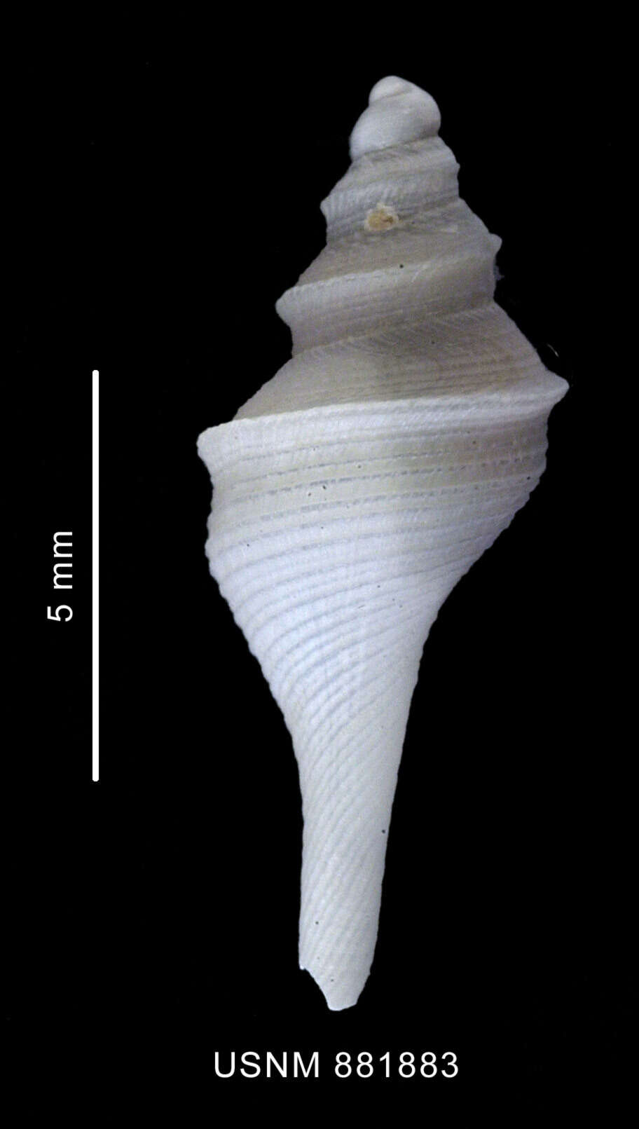 Image of Aforia goniodes (R. B. Watson 1881)