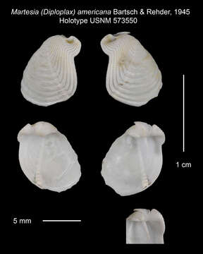 Image of Martesia americana Bartsch & Rehder 1945