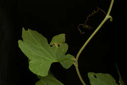 Image of Ibervillea hypoleuca (Standl.) C. Jeffrey