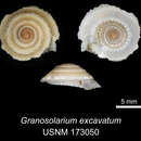 Image of Granosolarium excavatum Bieler 1993