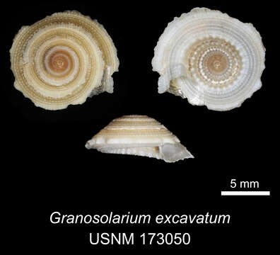 Image of Granosolarium excavatum Bieler 1993