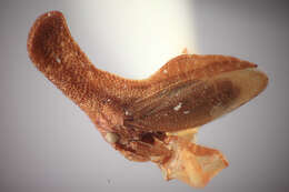 Image of Hypsoprora alticornis Plummer