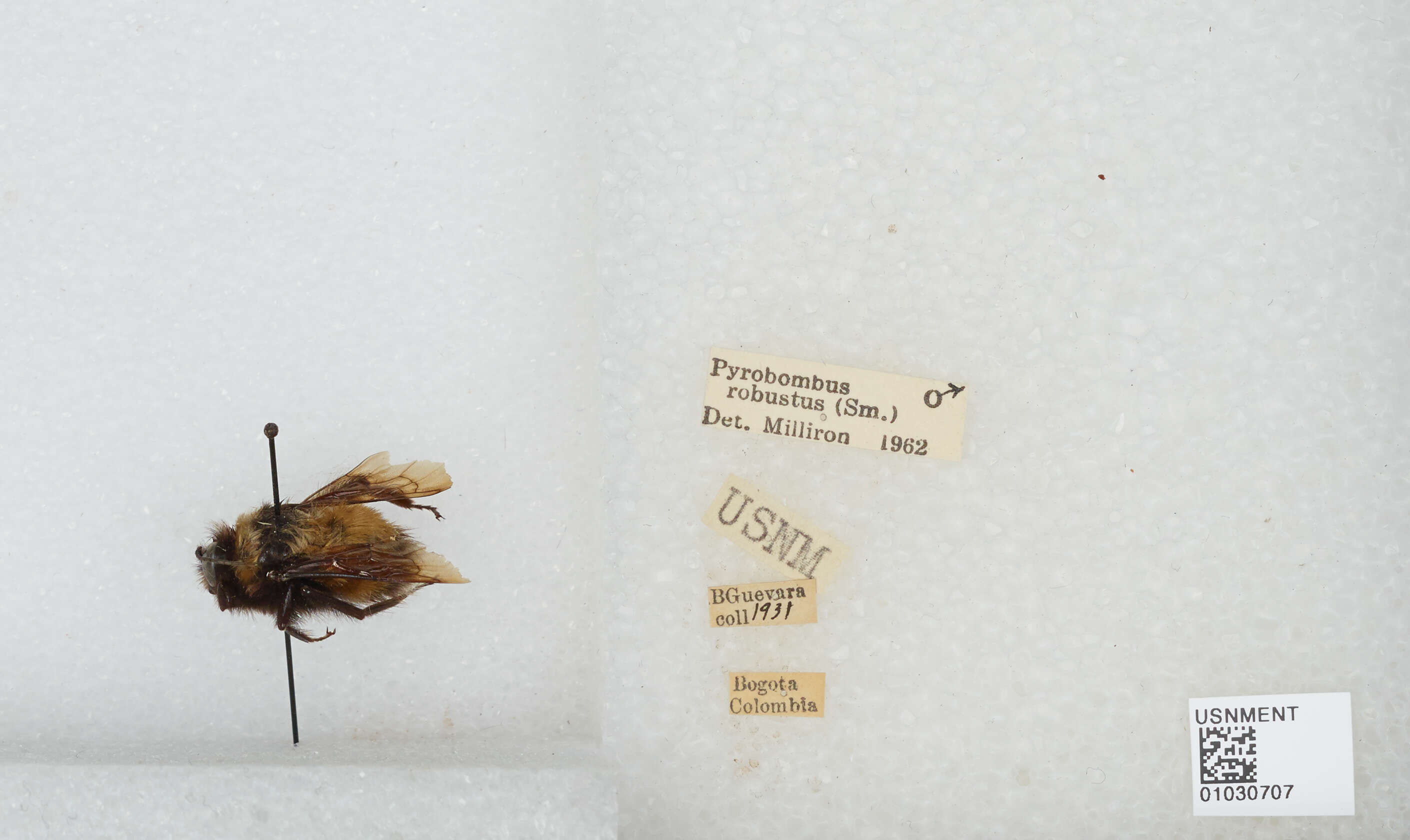 Image of Bombus robustus Smith 1854