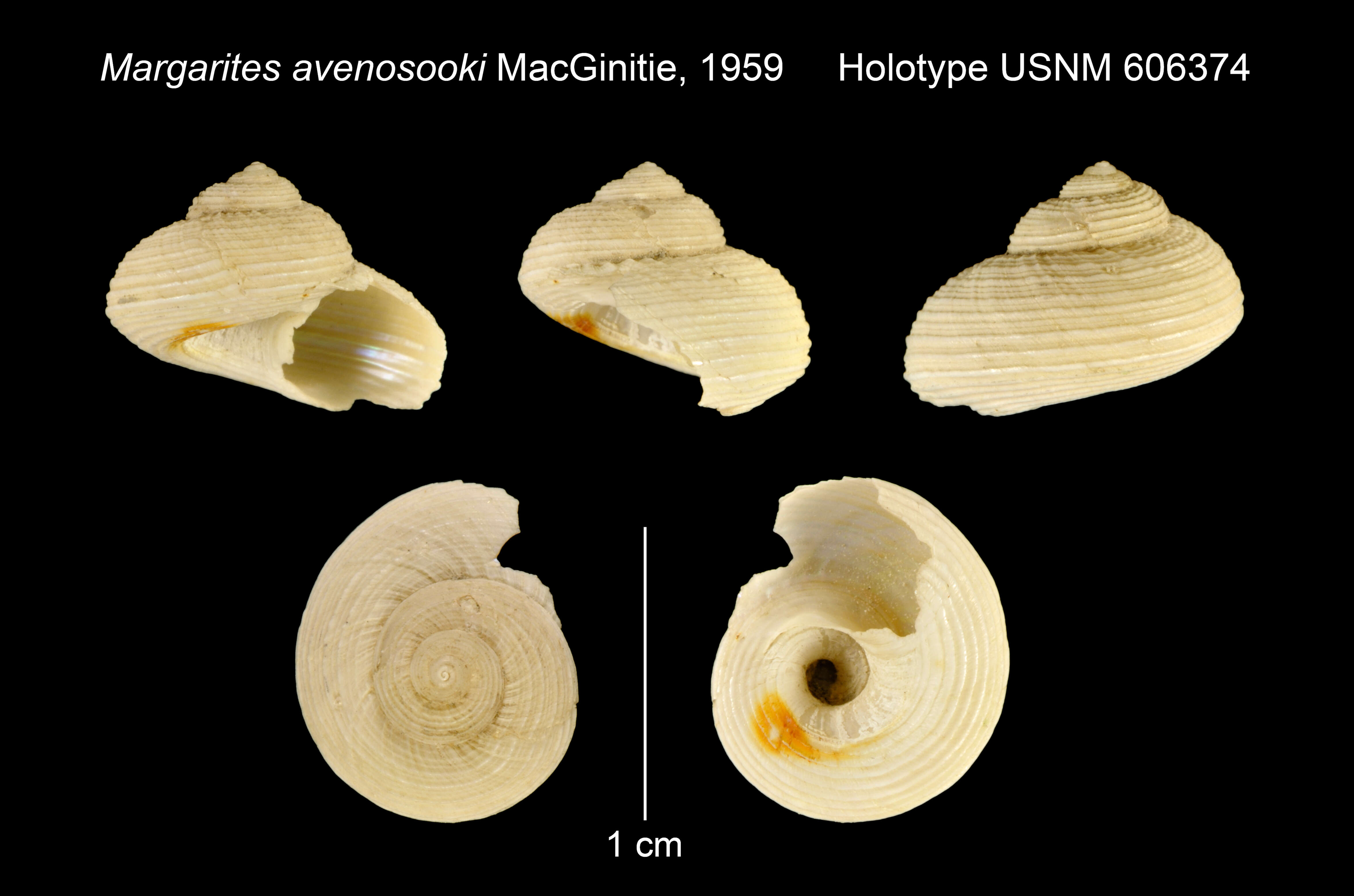 Image of Margarites avenosooki MacGinitie 1959