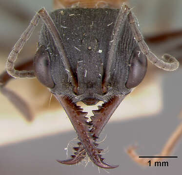 Image of Myrmecia chasei Forel 1894