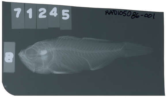 صورة Jaydia lineata (Temminck & Schlegel 1842)