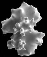 Image of Pleurocorallium niveum (Bayer 1956)