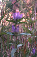 Image of closed bottle gentian