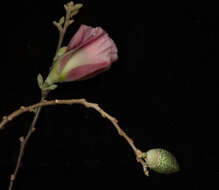 Image of Gossypium aridum (Rose & Standl.) Skovsted