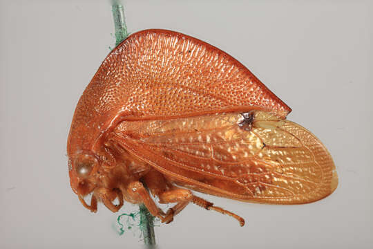 Image of Cymbomorpha convexa Goding