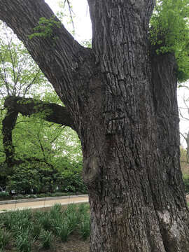 Image of American elm