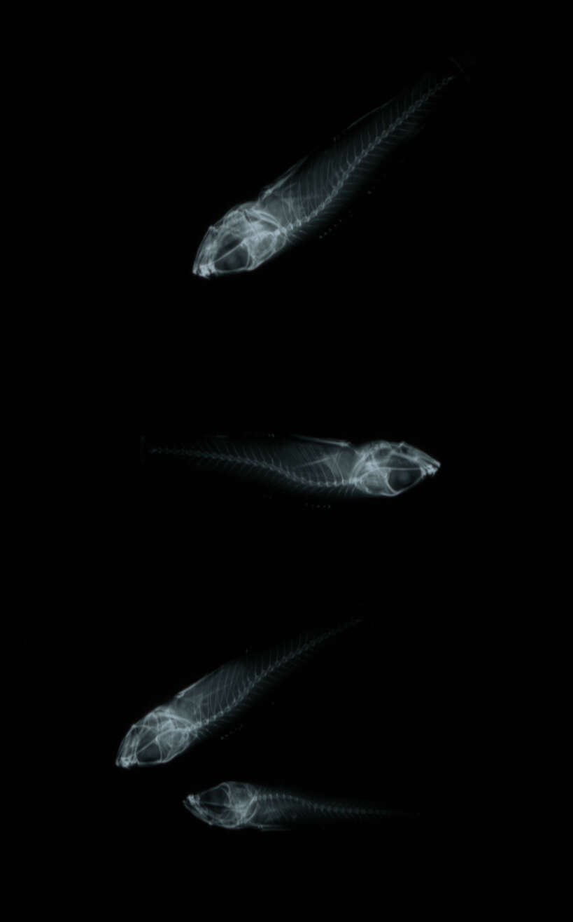 Image of Caesiura dwarfgoby