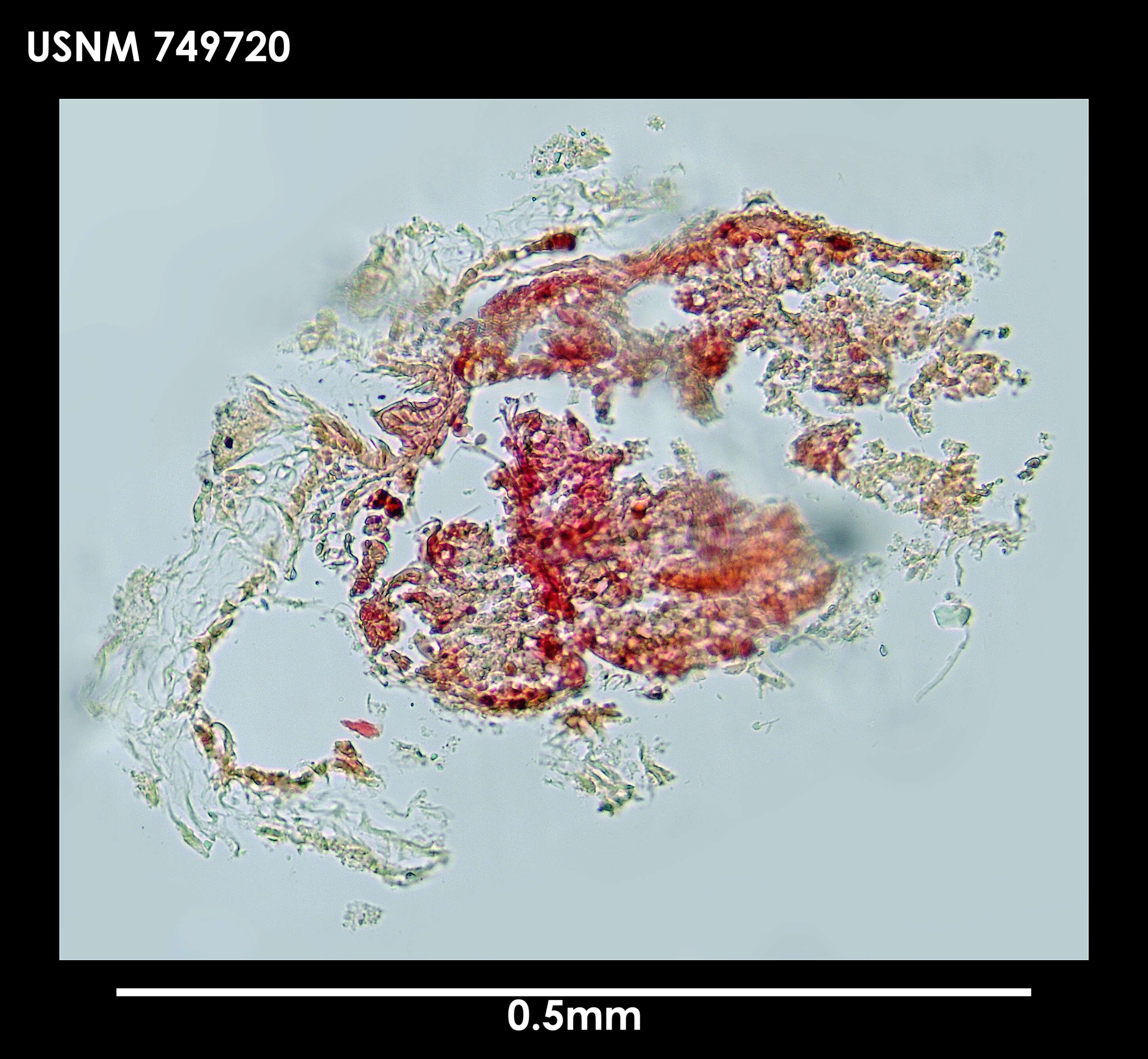 Image of Phyllomenia austrina Thiele 1913