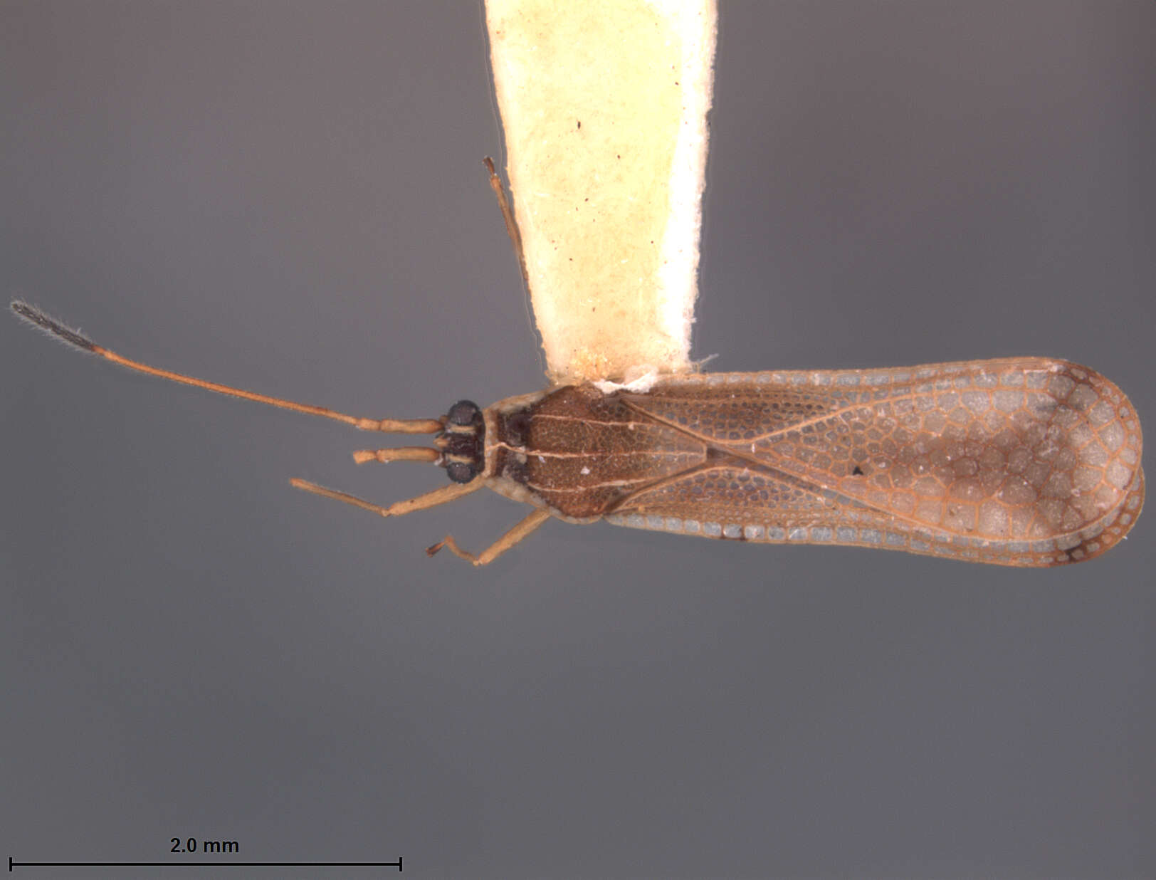 Image of Leptopharsa ralla Drake 1963