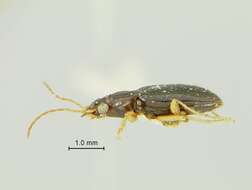 Слика од Bembidion jamaicense Darlington 1934