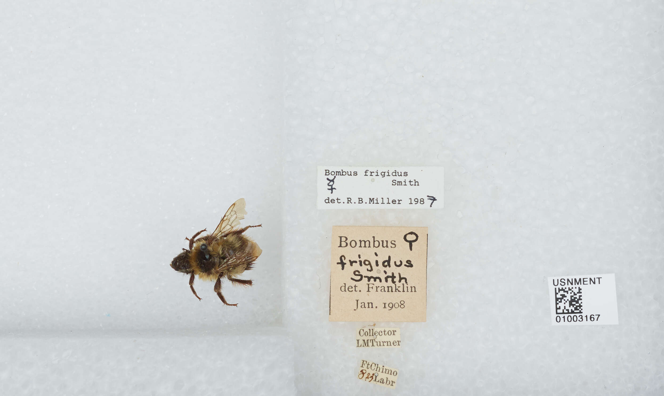 Image of Frigid Bumble Bee