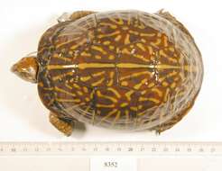 Image of Florida box turtle