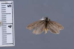 Image of Ethmia caliginosella Busck 1904