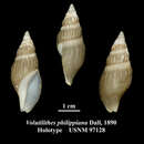 صورة Miomelon philippianum (Dall 1890)