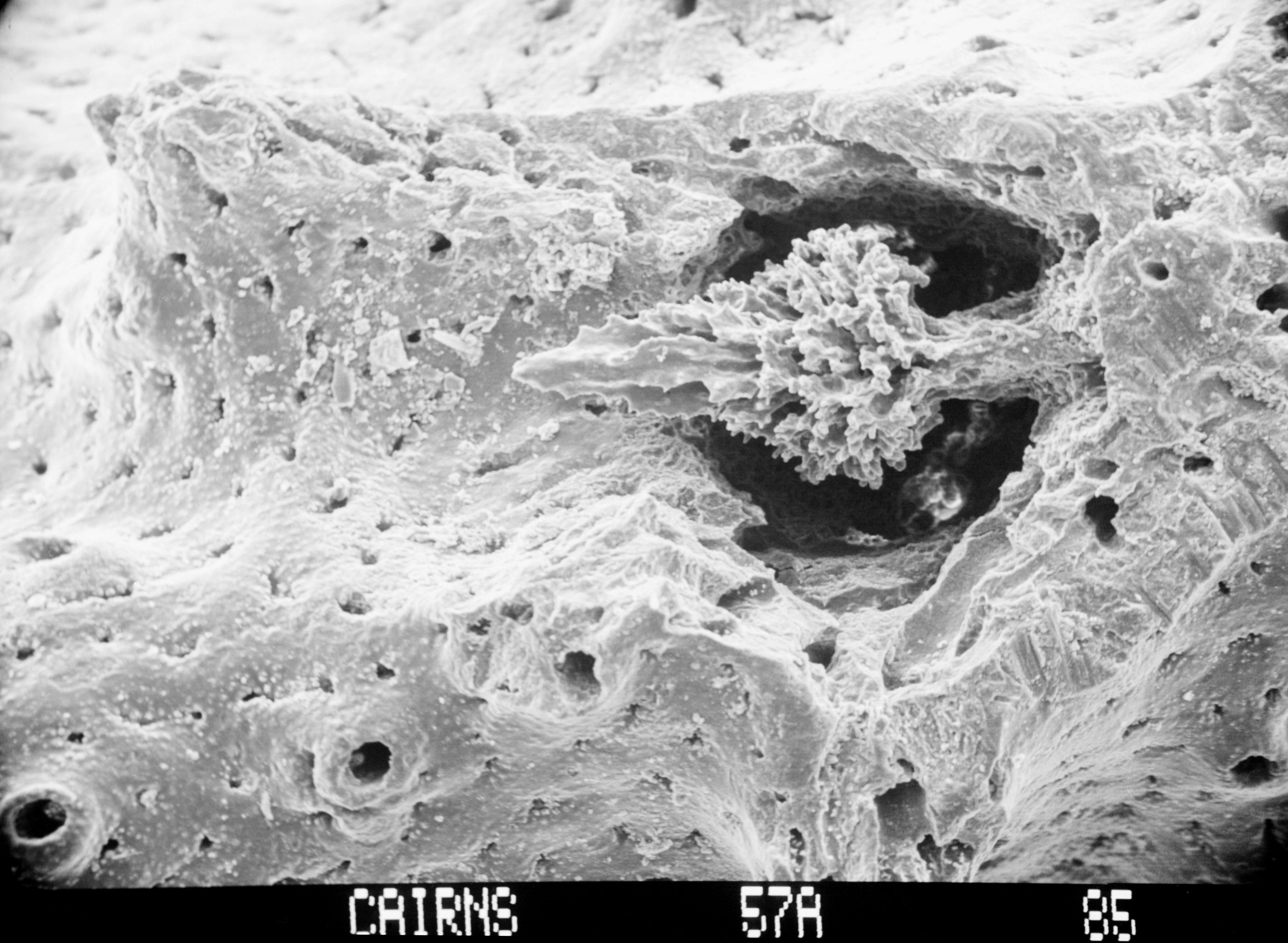 Image of Errinopsis fenestrata Cairns 1983