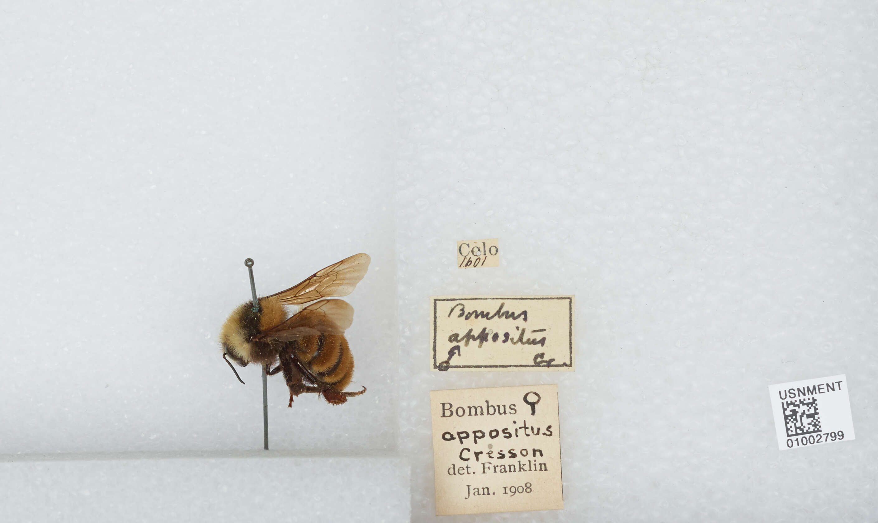 Imagem de Bombus appositus Cresson 1879