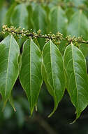 Image of Casearia arborea subsp. arborea