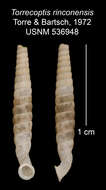 Imagem de Torrecoptis rinconensis C. de la Torre & Bartsch 1972