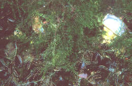 Image of Caulerpa fastigiata