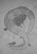 Image de Polystyliphora Ax 1958