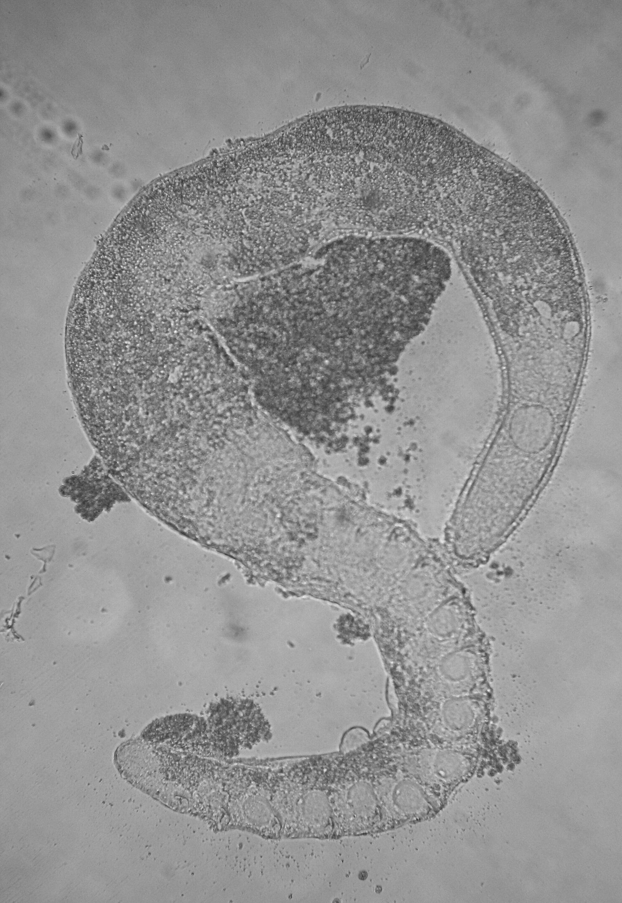 Polystyliphora Ax 1958的圖片