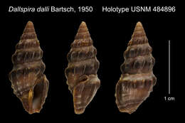 Image of Dallspira Bartsch 1950