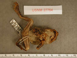 Image of Wiegmann's toad