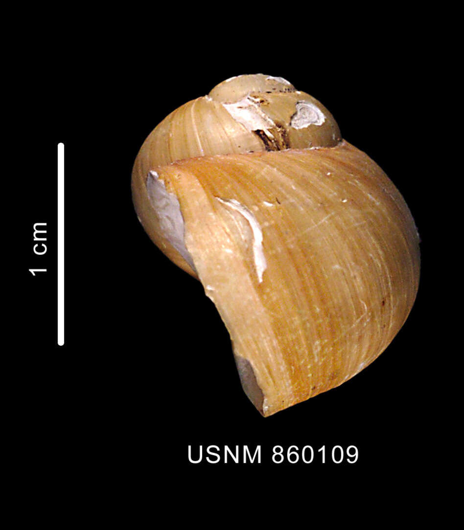 Image of Falsilunatia eltanini Dell 1990